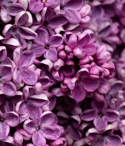 déco lilas